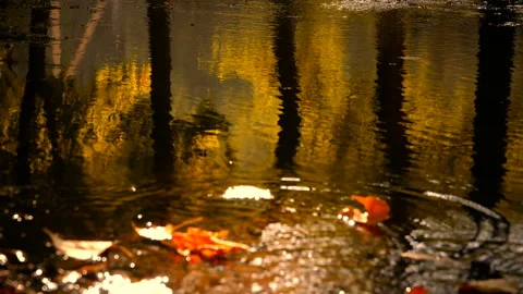 Autumn Leaves on Water Vídeo Stock 103845725