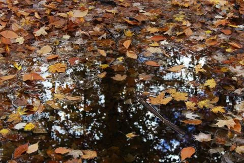 Autumn Leaves on Water Stock Photos