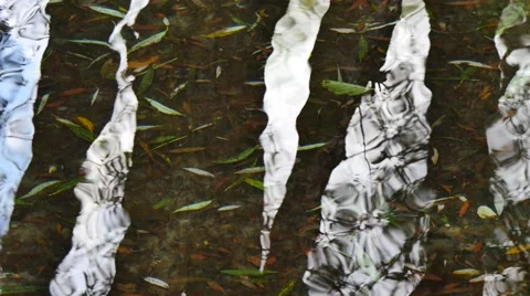 Autumn leaves in water with reflection of threes Stock Footage 42124331
