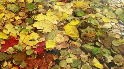  Autumn leaves on the water surface. Stock Footage 80912865