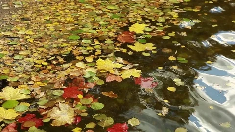   Autumn leaves on the water surface. Stock Footage 80912875