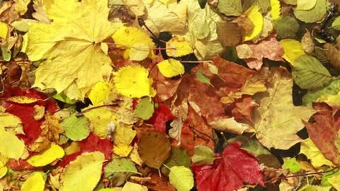  Autumn leaves on the water surface. Stock Footage 80912939