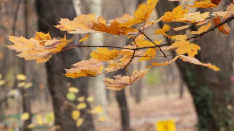 Autumn leaves waving on wind Stock Footage 35908975