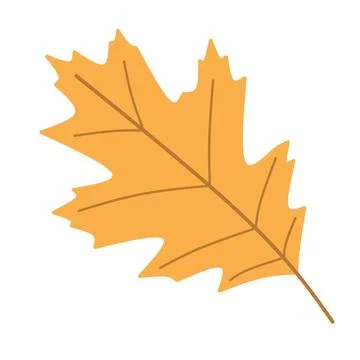 Autumn leaves on white background.  Stock Illustration