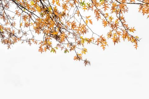 Autumn leaves on a white background Stock Photos
