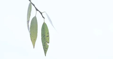 Autumn leaves of willow Stock-Footage 119120145