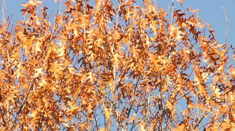 Autumn leaves in wind about to fall off tree Stock Footage 8984506