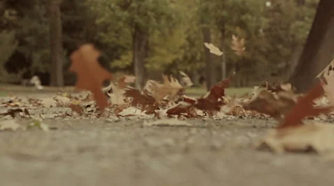 Autumn leaves in the wind - Close up Stock Footage 32483820