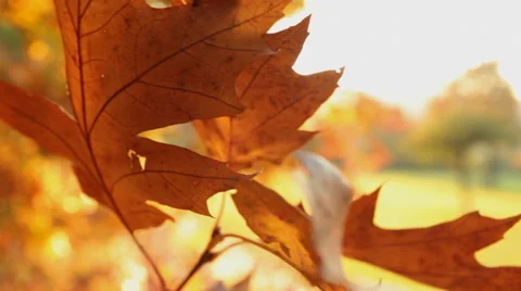 Autumn leaves at wind close up Stock Footage 55921015