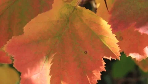 Autumn leaves on a wind Stock Footage 8828349