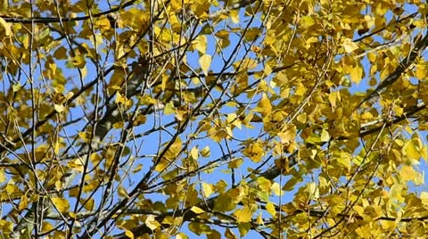 Autumn leaves in the wind Stock Footage 14829523