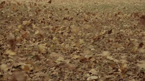 Autumn leaves in the wind Stock Footage 32484118