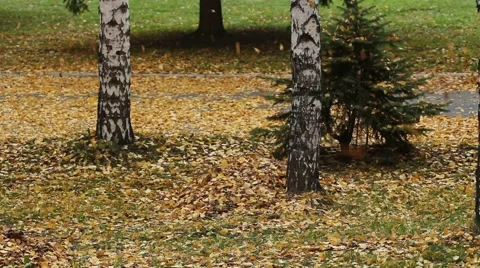 Autumn leaves. Wind. Stock Footage 49453961