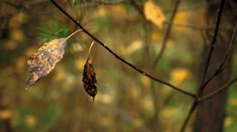 Autumn leaves in wind Stock Footage 49614969