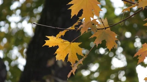 Autumn. Leaves in the wind Video stock 54946594