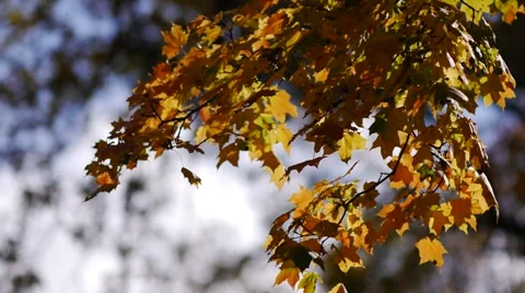 Autumn. Leaves in the wind Stock Footage