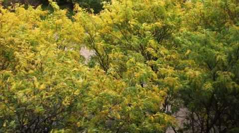 Autumn Leaves In Wind Stock Footage 66269679