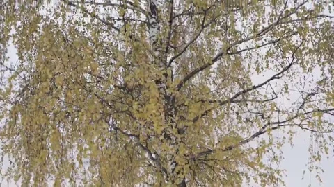 Autumn leaves in the wind Stock Footage 69199770