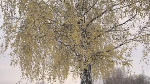 Autumn leaves in the wind Stock Footage 69200047
