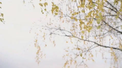 Autumn leaves in the wind Stock Footage 69200427