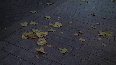 Autumn leaves in the wind Stock Footage 69322193