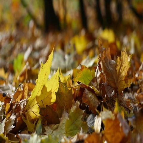Autumn Leaves In The Wind Stock Footage 69376841