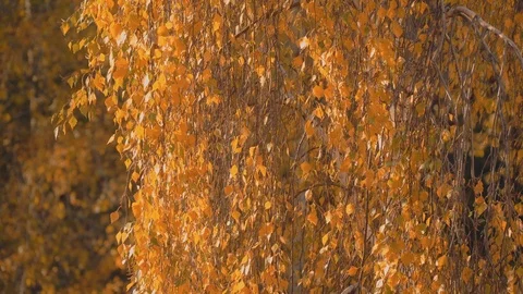 Autumn Leaves In The Wind Stock Footage 96230654