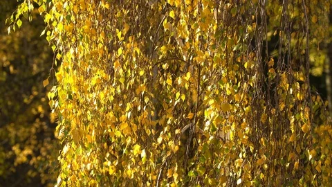Autumn Leaves In The Wind Stock Footage 96230681