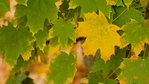 Autumn leaves in the wind Stock Footage 127689587
