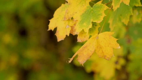 Autumn leaves in the wind Stock Footage 127689840