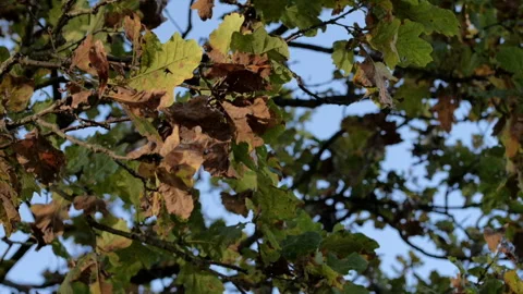Autumn leaves in the wind Stock-Footage 148396858
