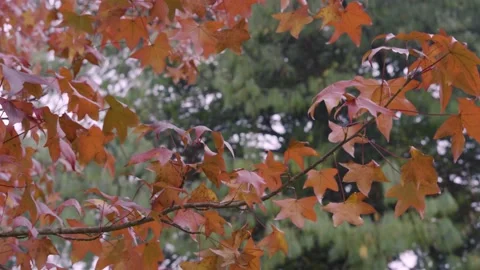 Autumn leaves in the wind Stock Footage 154387268