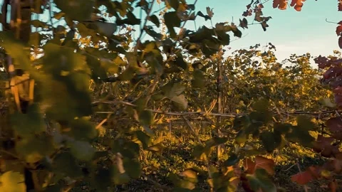 Autumn leaves in the wind Stock Footage 233212564