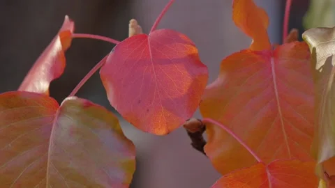 Autumn leaves in the wind Stock Footage 346895698
