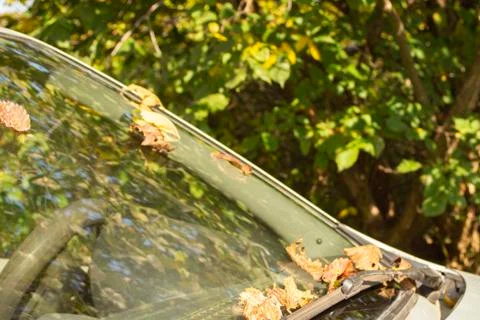 Autumn leaves on the windshield Stock Photos