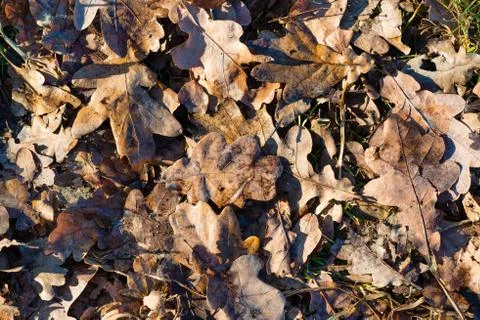 Autumn leaves withered Stock Photos