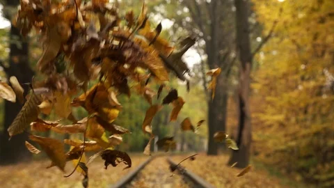 Autumn leaves in the woods Stock Footage 100820053