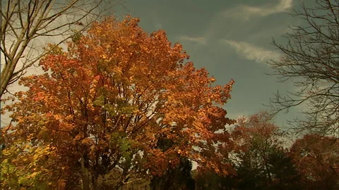 Autumn leaves1 Stock Footage 296503236