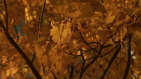 Autumn leaves11 Stock Footage 296503283