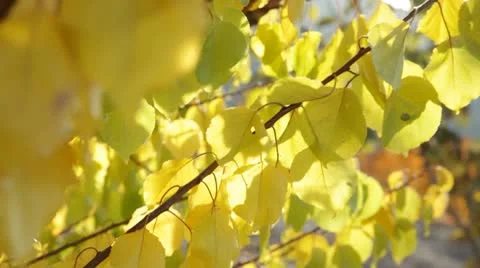 Autumn Leaves2 Stock Footage 10734366
