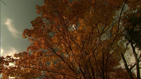 Autumn leaves4 Stock Footage 296503388