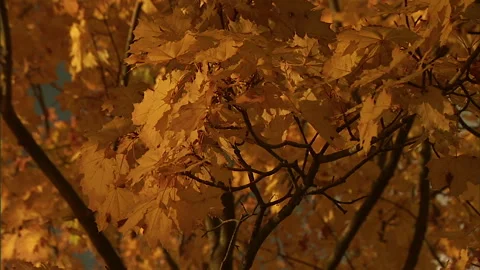 Autumn leaves5 Stock Footage 296503324