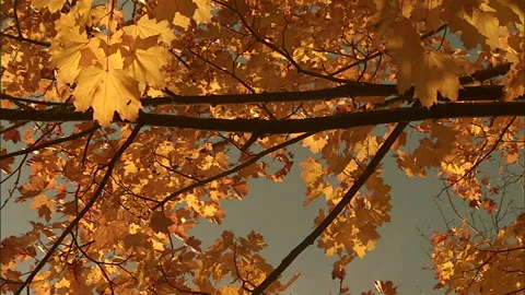 Autumn leaves6 Stock Footage 296503403