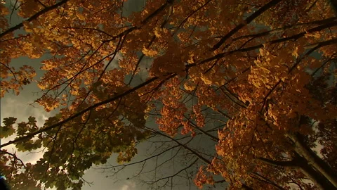 Autumn leaves9 Stock Footage 296503430