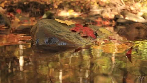 Autumn Leaves(HD)c Stock Footage 8841262