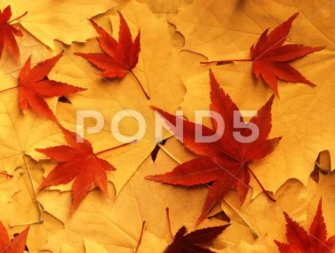 Autumn leaves.jpg Stock Photos