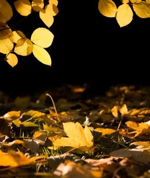 Autumn light Stock Photos