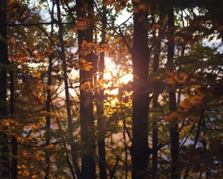 Autumn light Foto stock