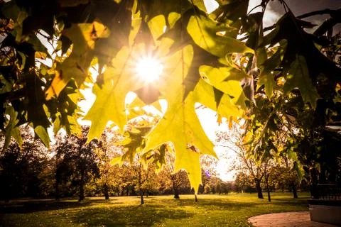 Autumn light Foto stock