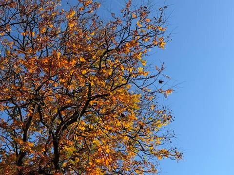 Autumn light through tangled branches. Interplay of color, texture and rhythm Stock Photos